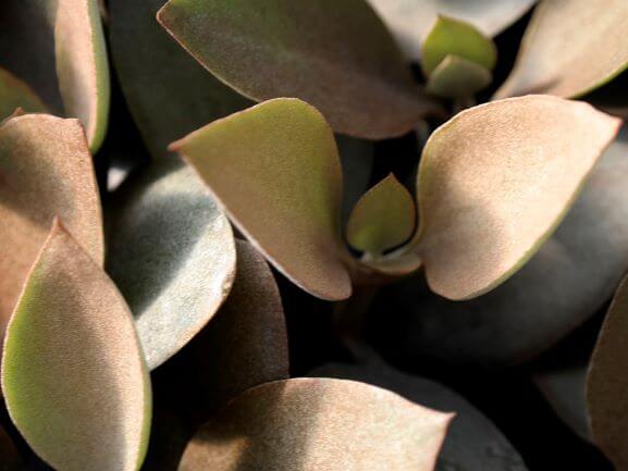 Kalanchoe, Copper Spoons