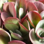 Kalanchoe, Flapjack