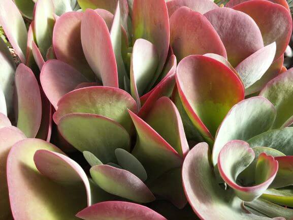 Kalanchoe, Flapjack