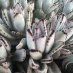Kalanchoe, Panda Plant