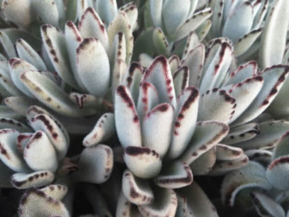 Kalanchoe, Panda Plant