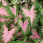 Caladium, Kathleen