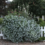 Honeysuckle, Kintzley's Ghost