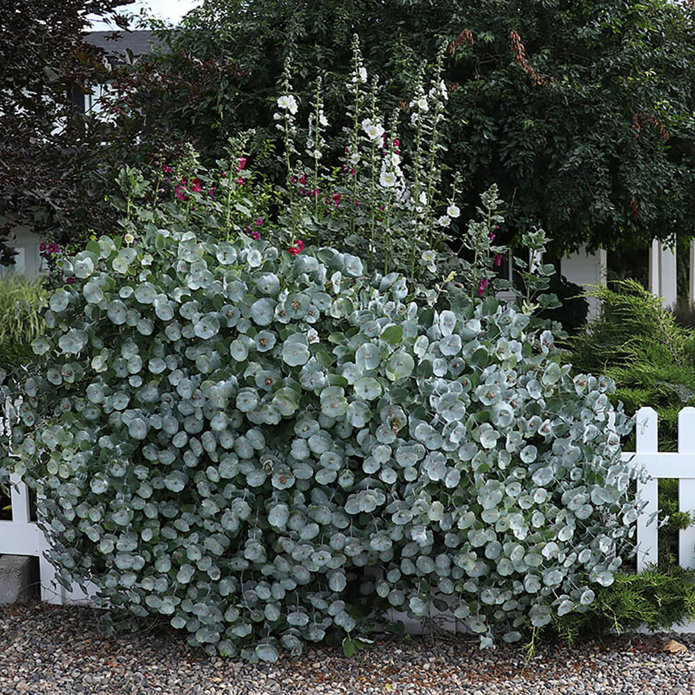 Honeysuckle, Kintzley’s Ghost