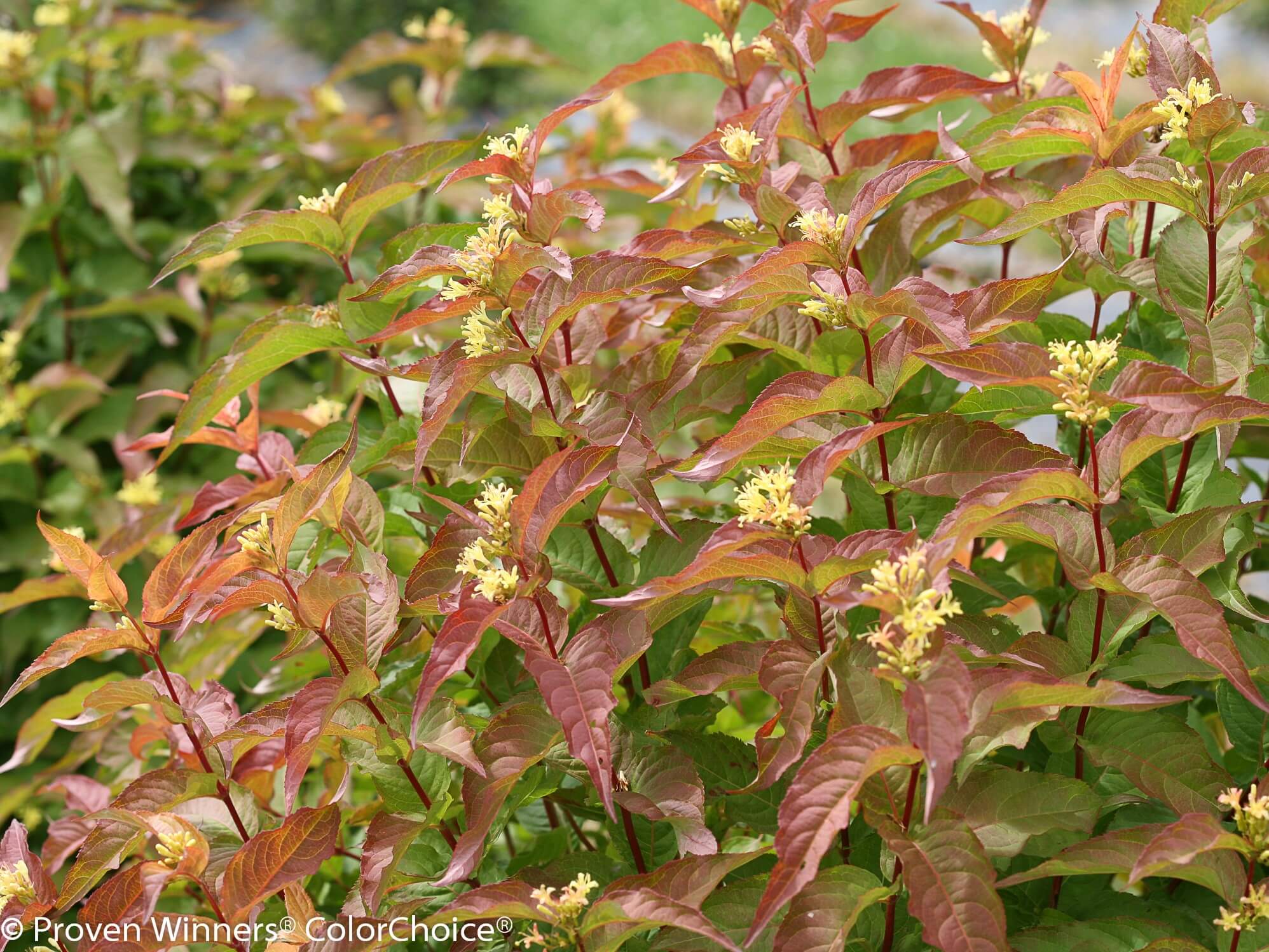 Honeysuckle, Kodiak Orange