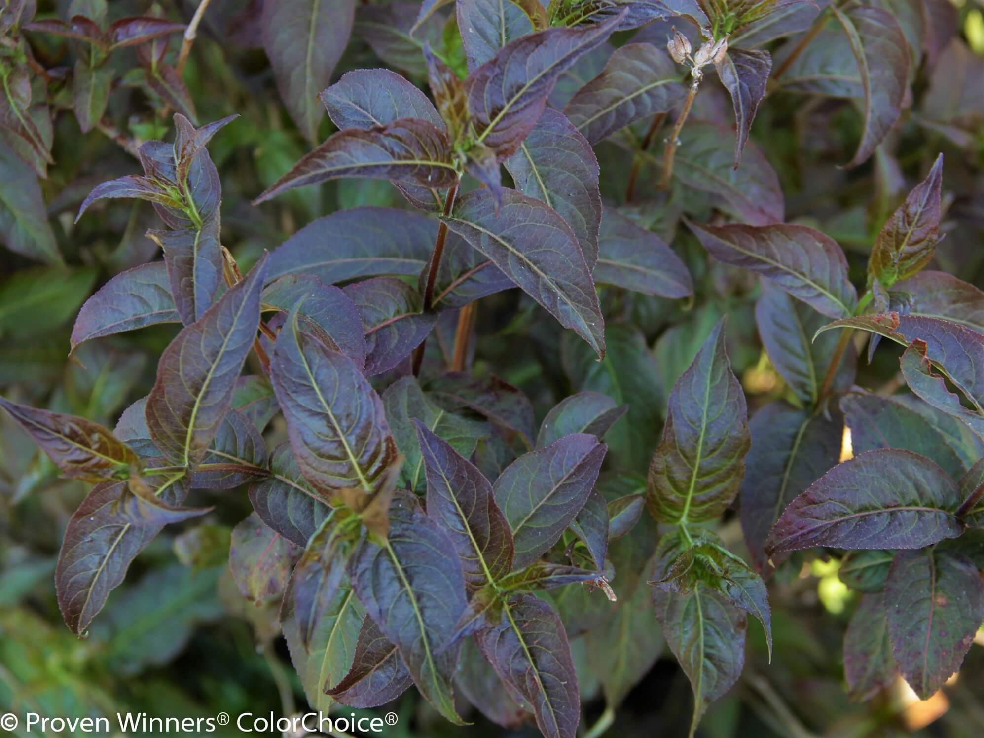 Honeysuckle, Kodiak Black