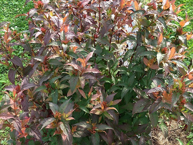 Honeysuckle, Kodiak Red