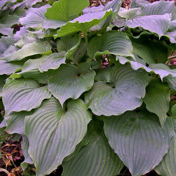 Hosta, Komodo Dragon