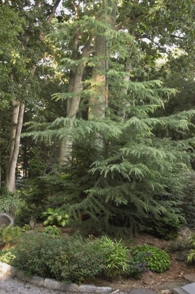 Larch, American
