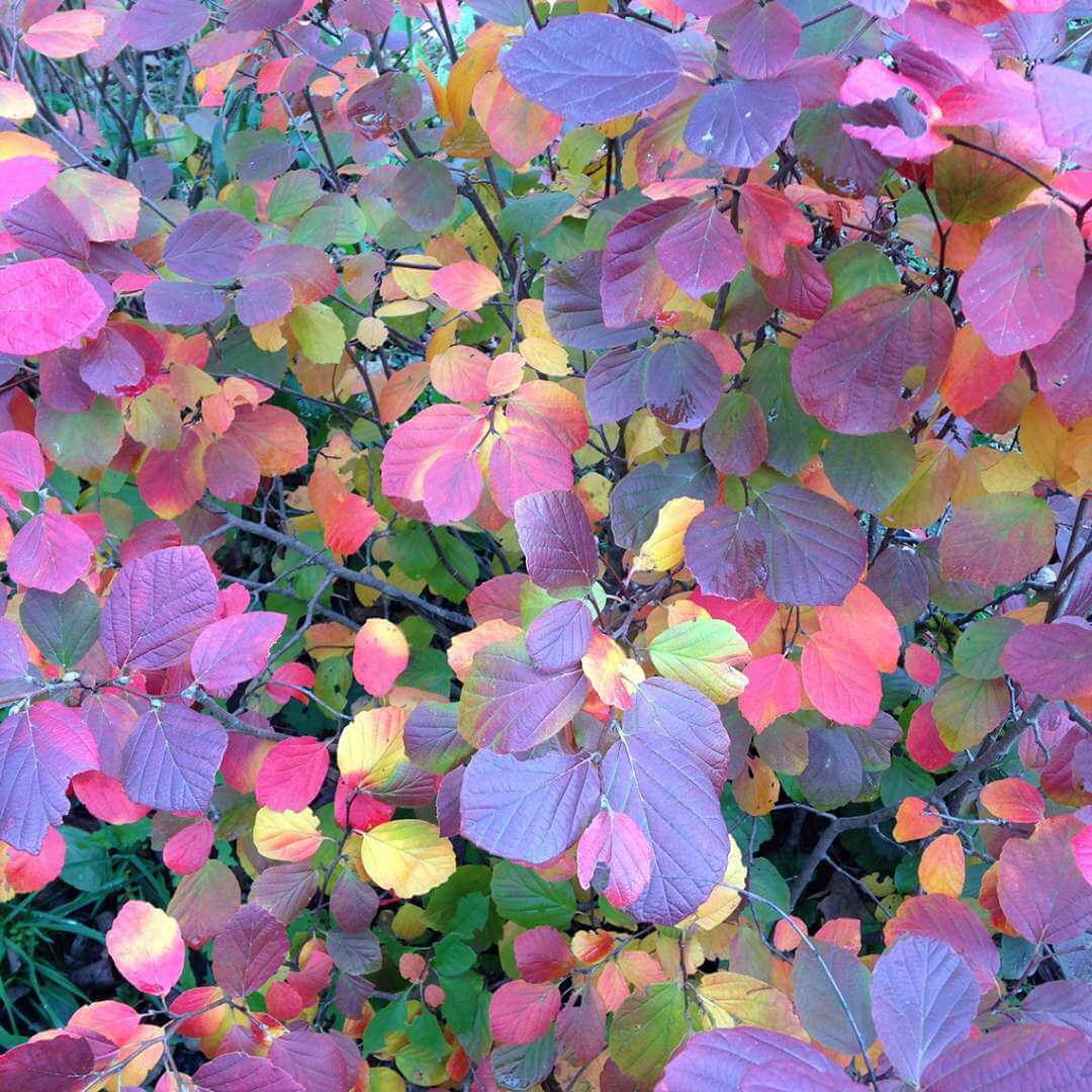 Fothergilla, Legend of the Fall