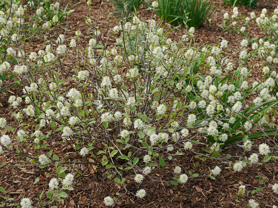 Fothergilla, Legend of the Small