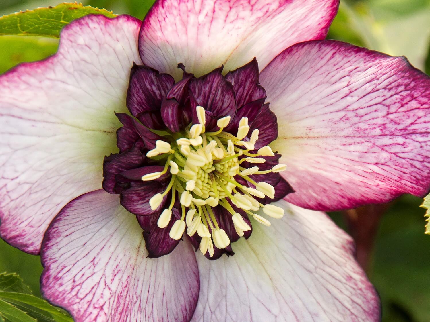 Lenten Rose, Cherry Blossom
