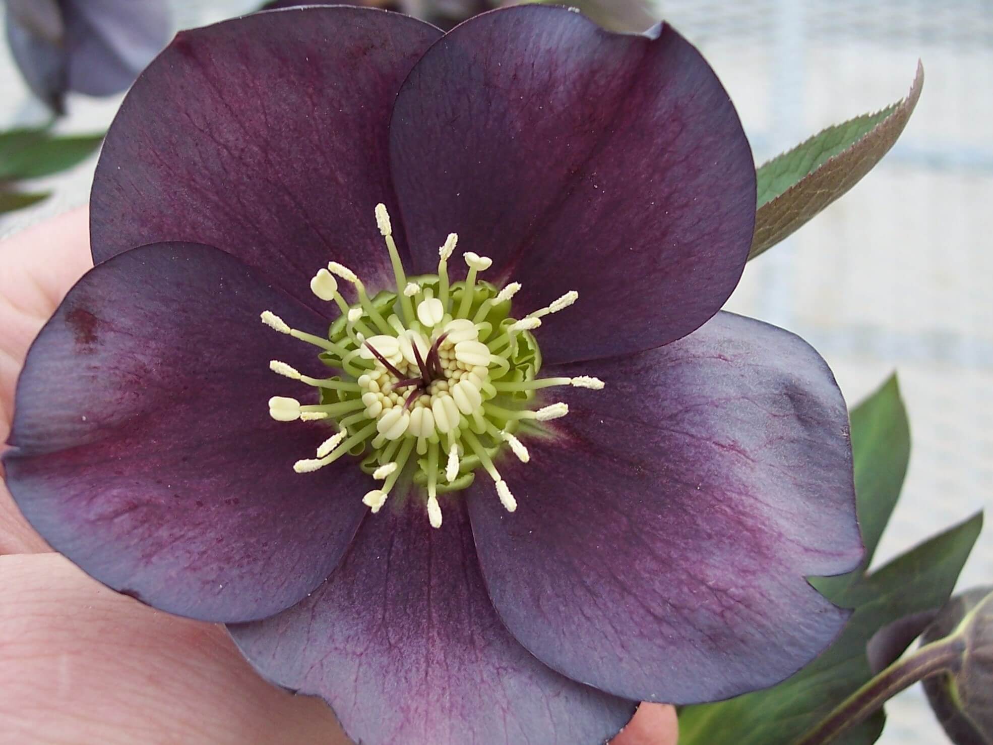 Lenten Rose, Windcliff Slaty Blue