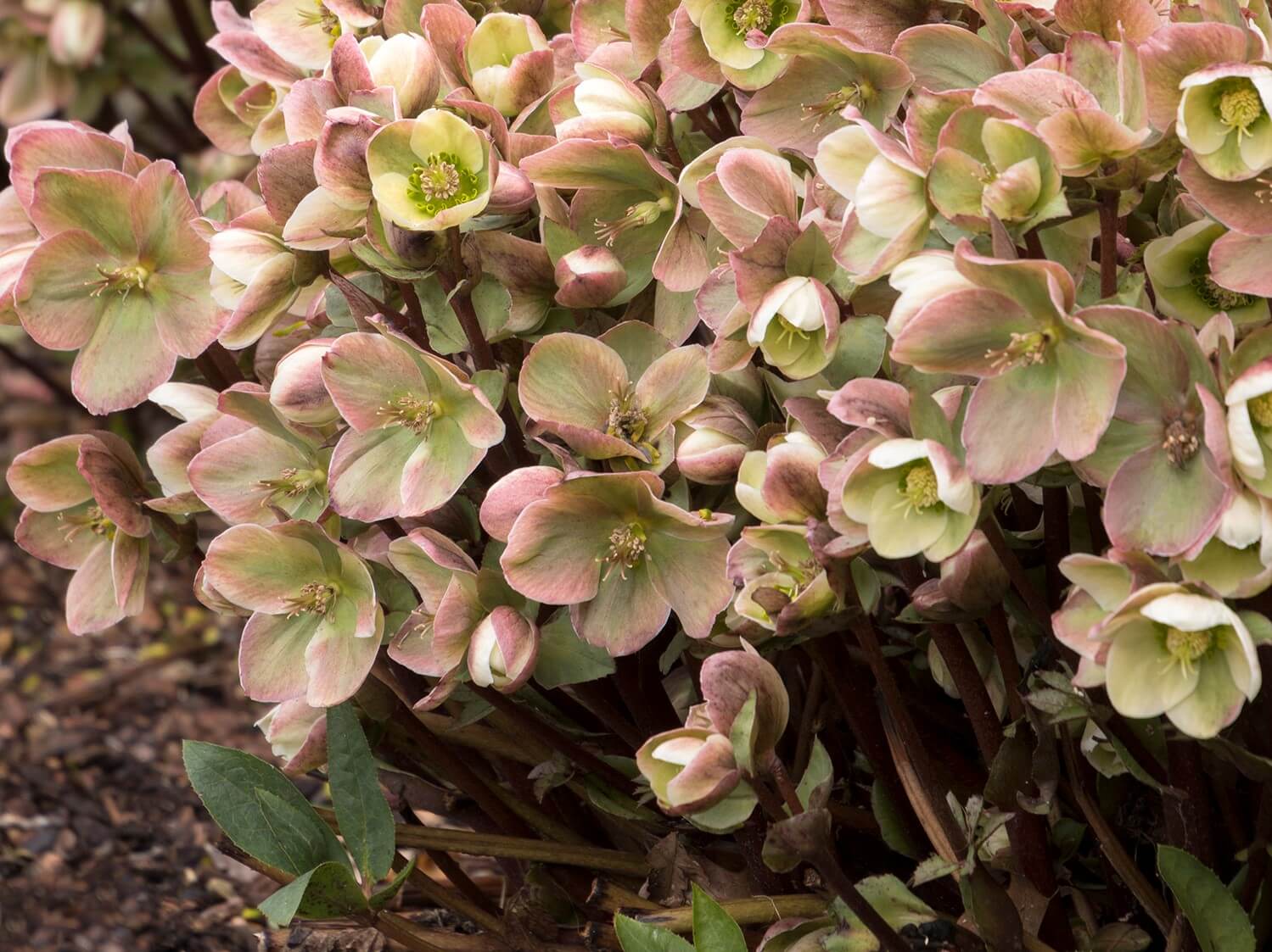 Lenten Rose, Ivory Prince