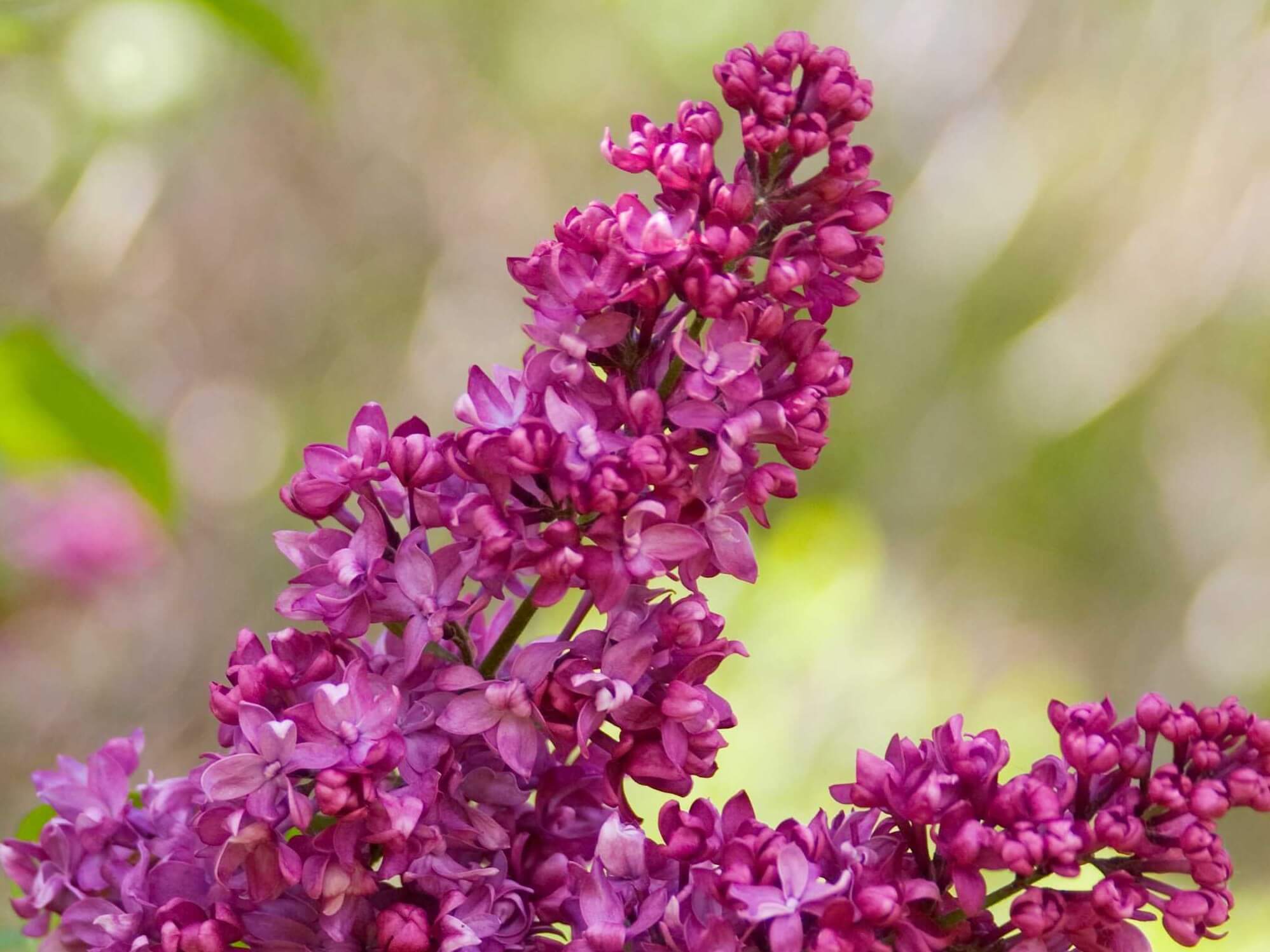 Lilac, French Charles Joly