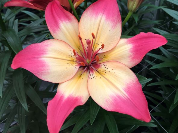 Lily, Asiatic Heartstrings - Campbell's Nursery