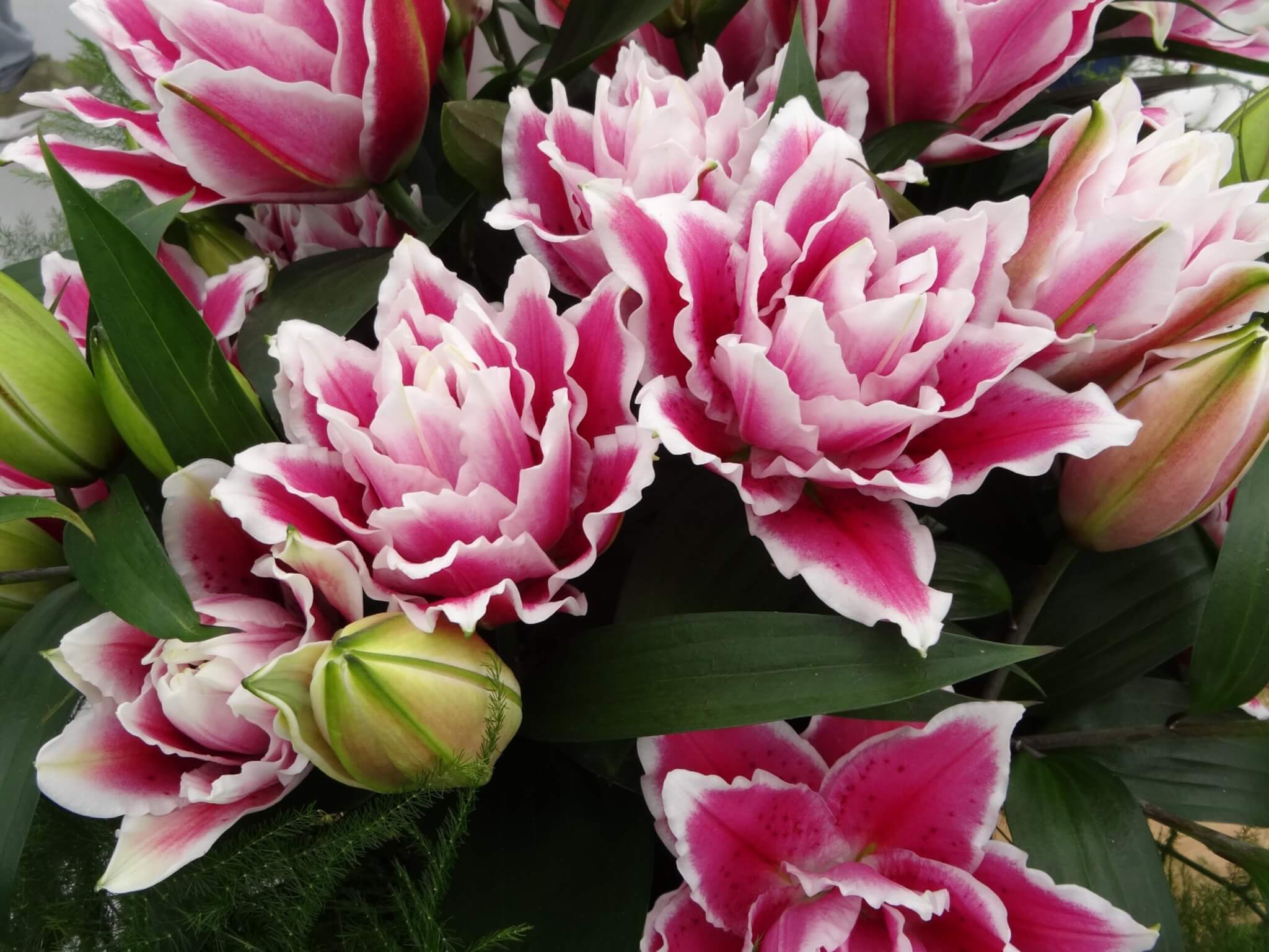 Lily, Rose Lily Samantha