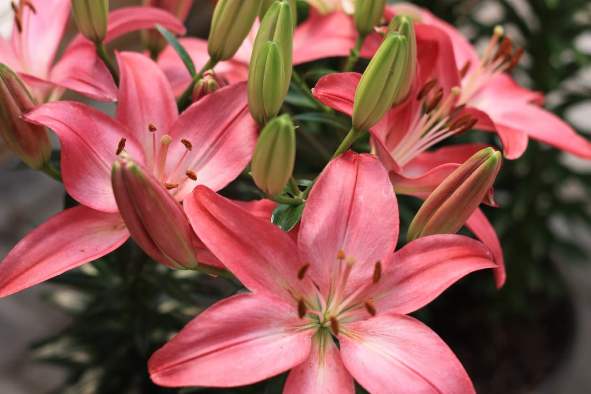 Lily, Tiny Diamond