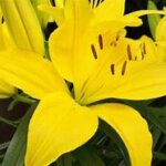 Asiatic Lily, Tiny Heroes