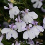 Lobelia Waterfall Blush