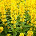 Loosestrife, Goldilocks