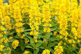 Loosestrife, Goldilocks