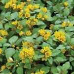 Lysimachia, Golden Globes