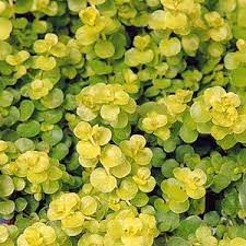 Loosestrife, Goldilocks