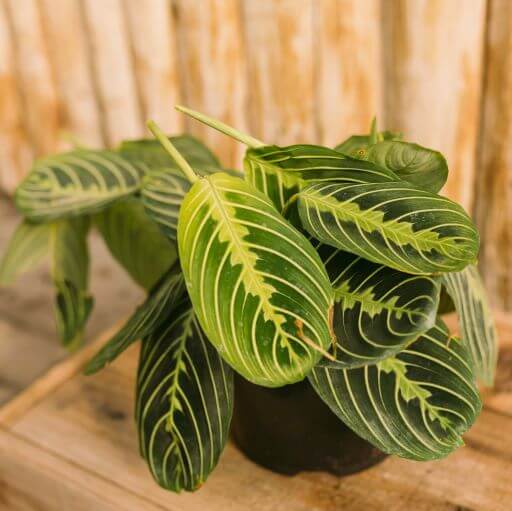 Prayer Plant, Lemon Lime