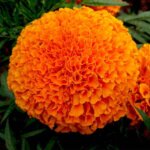 Marigold, Perfection Orange