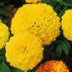 Marigold, Perfection Yellow