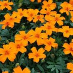 Marigold, Disco Orange