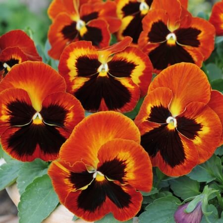 Pansy, Matrix Solar Flare
