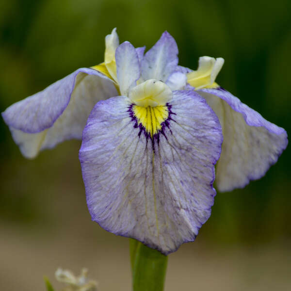 Iris, Moonlit Field