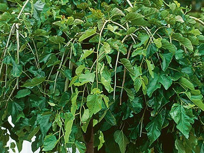 Mulberry, Chaparral Weeping