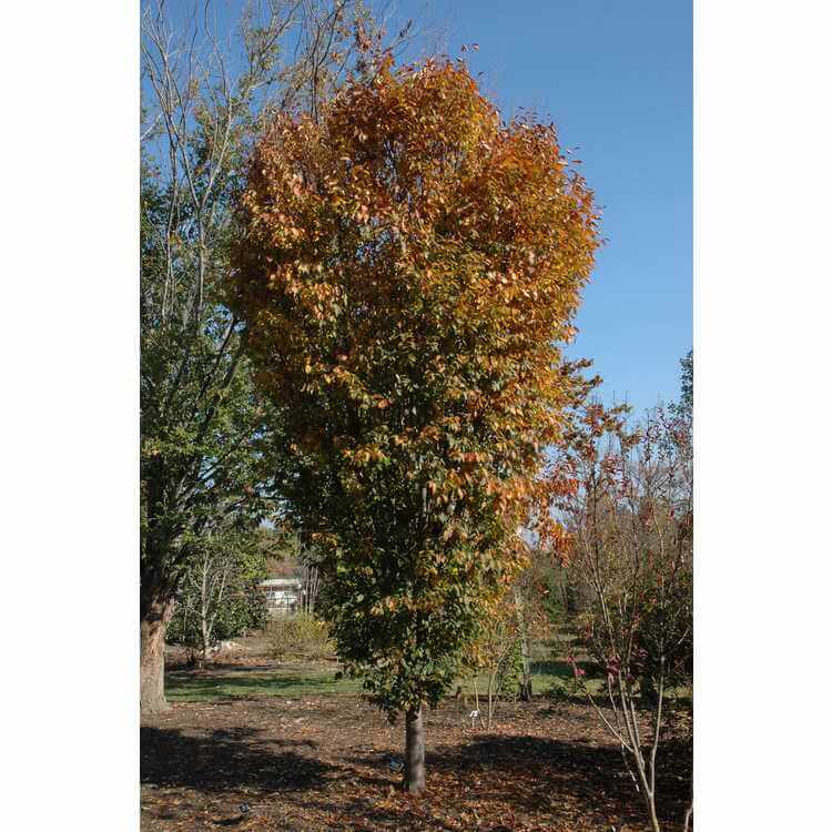 Zelkova, Musashino