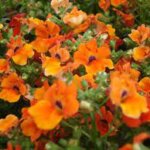 Nemesia Angelart Orange