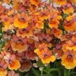 Nemesia Angelart Peach (Pink)
