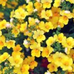 Nemesia Angelart Pineapple