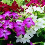 Nicotiana, Saratoga Mix