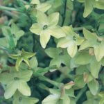Nicotiana, Perfume Antique Lime