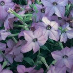 Nicotiana, Perfume Blue