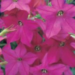 Nicotiana, Perfume Bright Rose