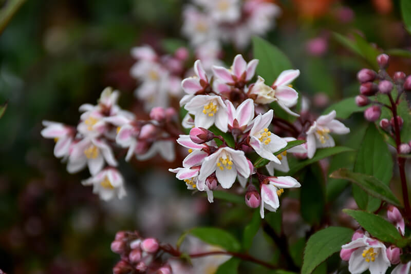 Deutzia, Nikko Blush