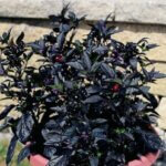 Ornamental Pepper, Black Pearl