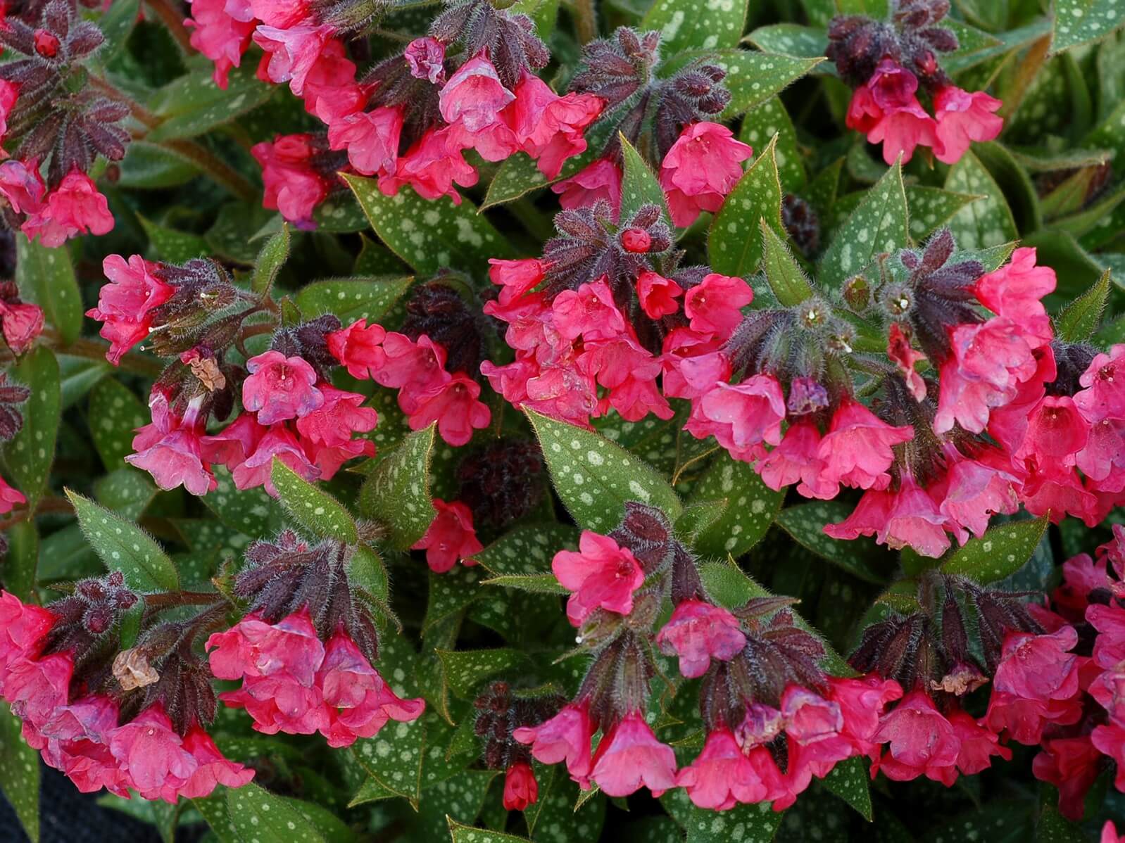 Lungwort, Shrimps on the Barbie