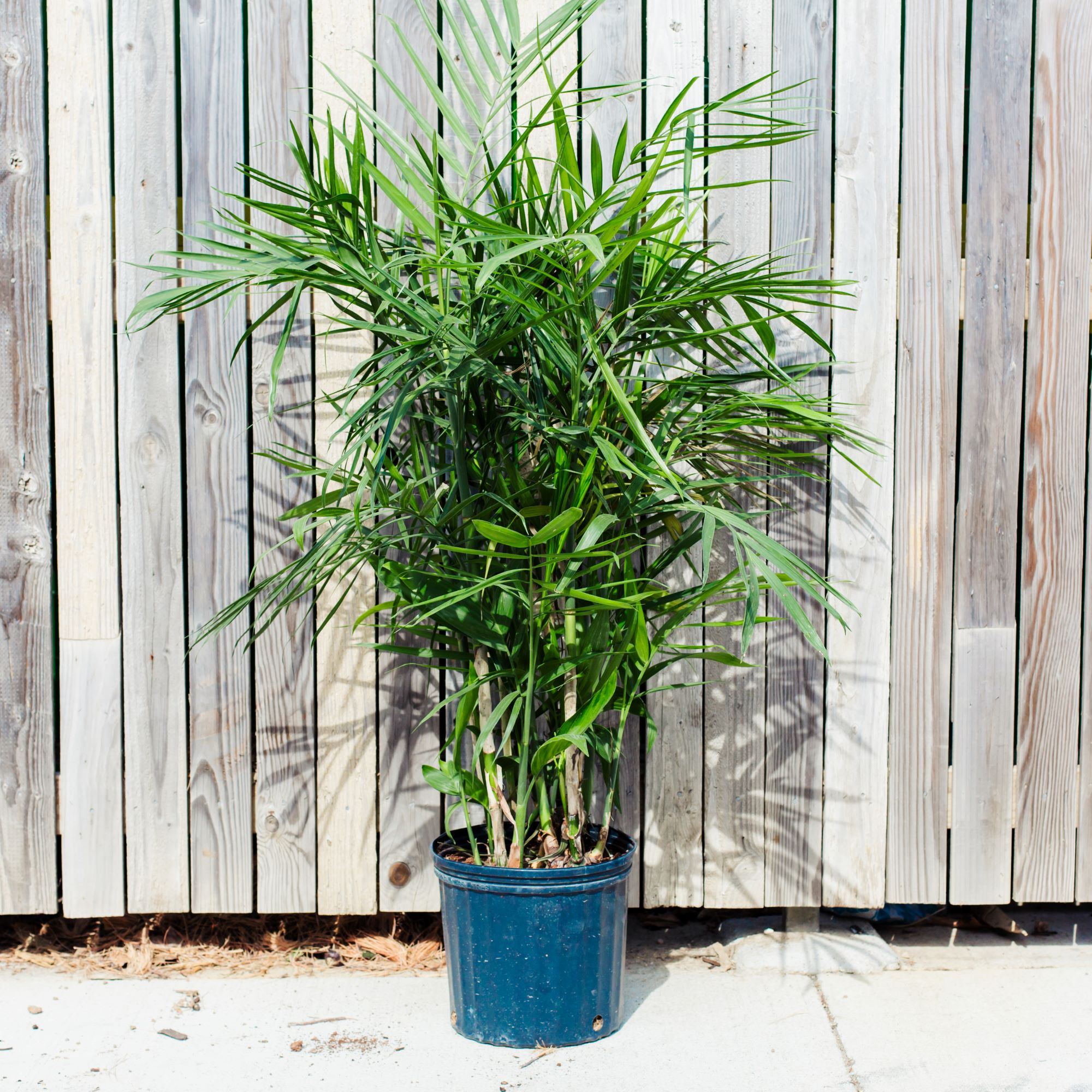 Palm, Bamboo
