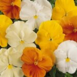Pansy, Citrus Mix