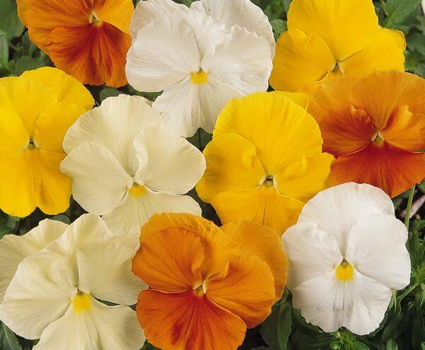Pansy, Citrus Mix