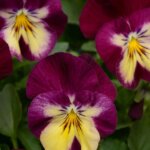 Pansy, Cool Wave Raspberry Swirl